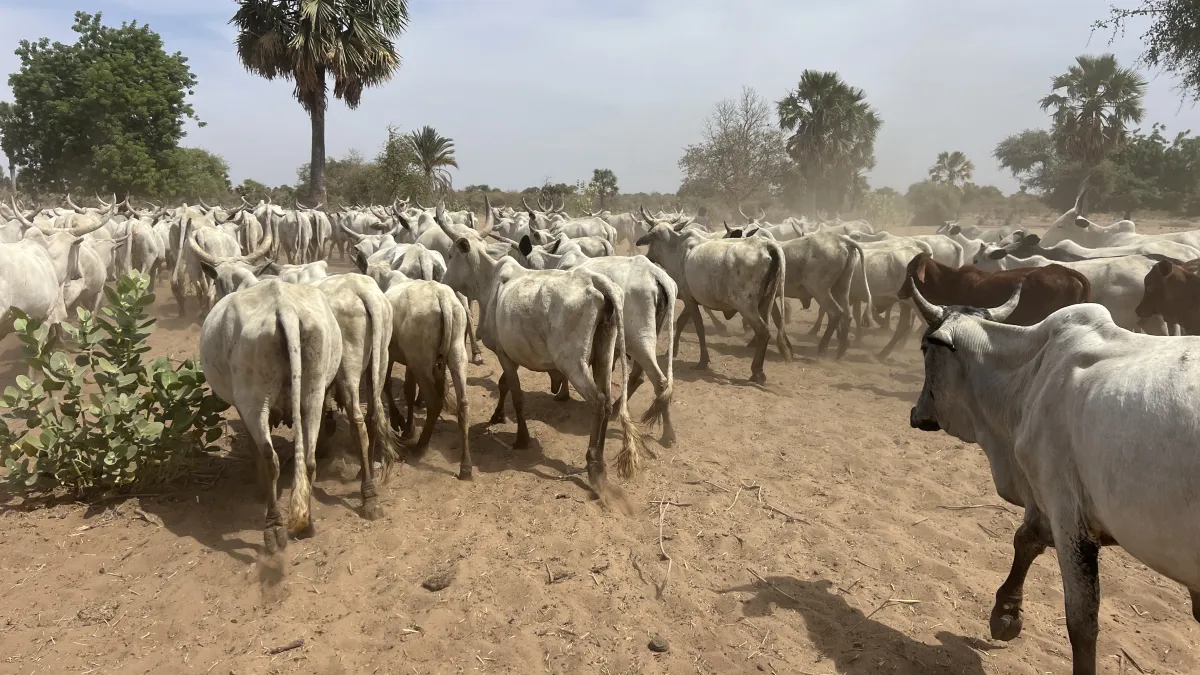 mécanismes locaux de paix de la Vakaga1