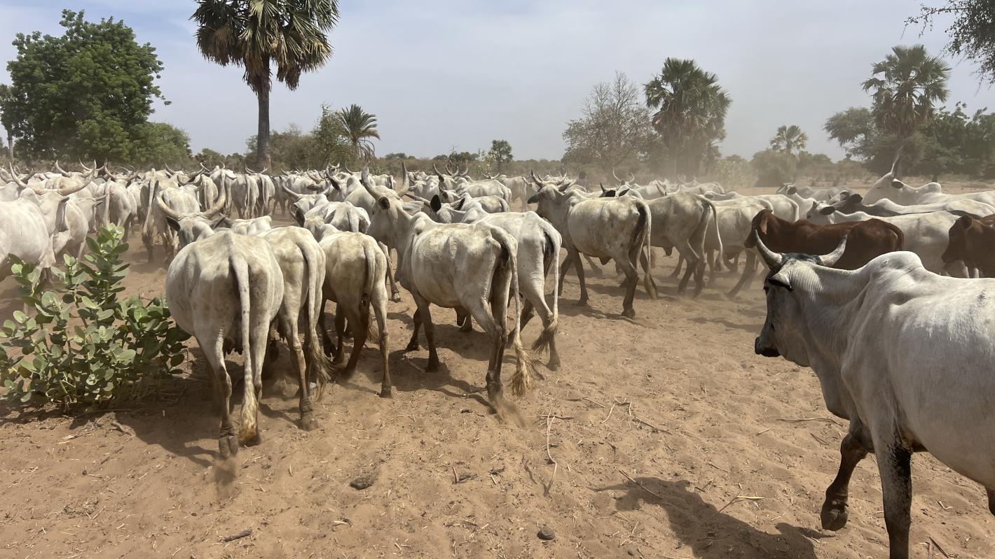 mécanismes locaux de paix de la Vakaga1