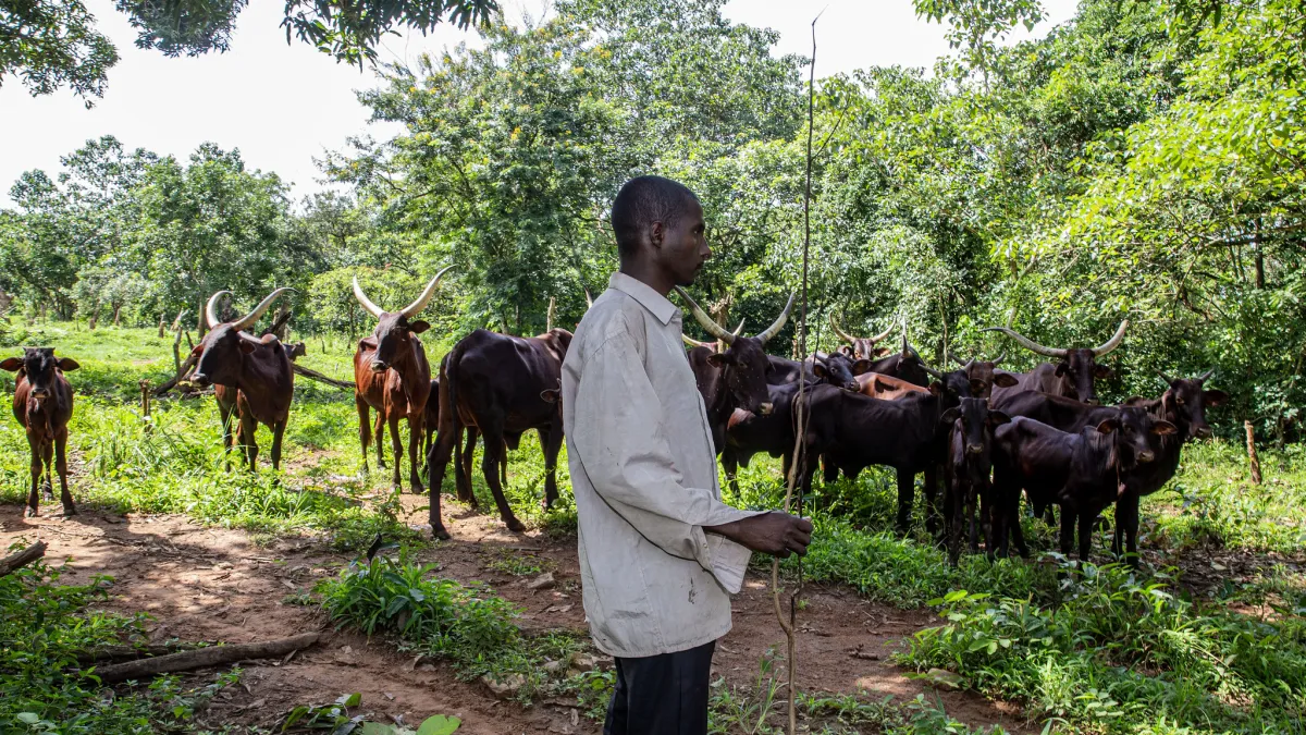 transhumance