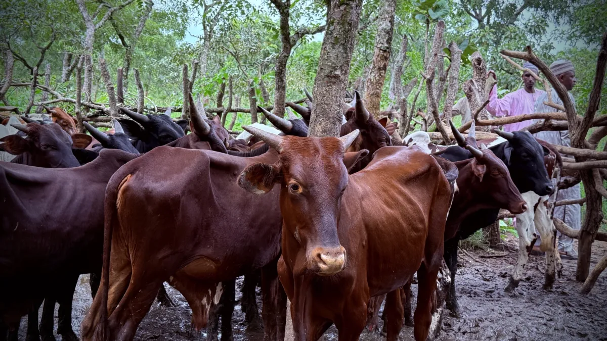  Des bœufs pour renforcer la cohésion sociale à Niem-Yelewa