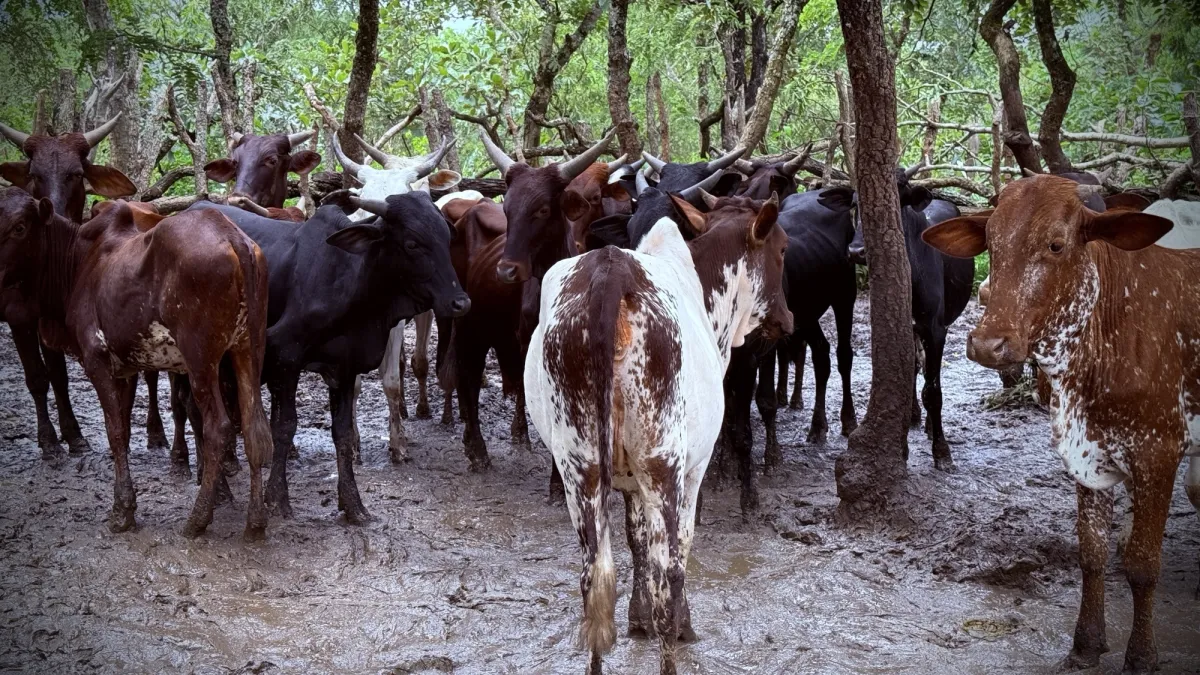  Des bœufs pour renforcer la cohésion sociale à Niem-Yelewa