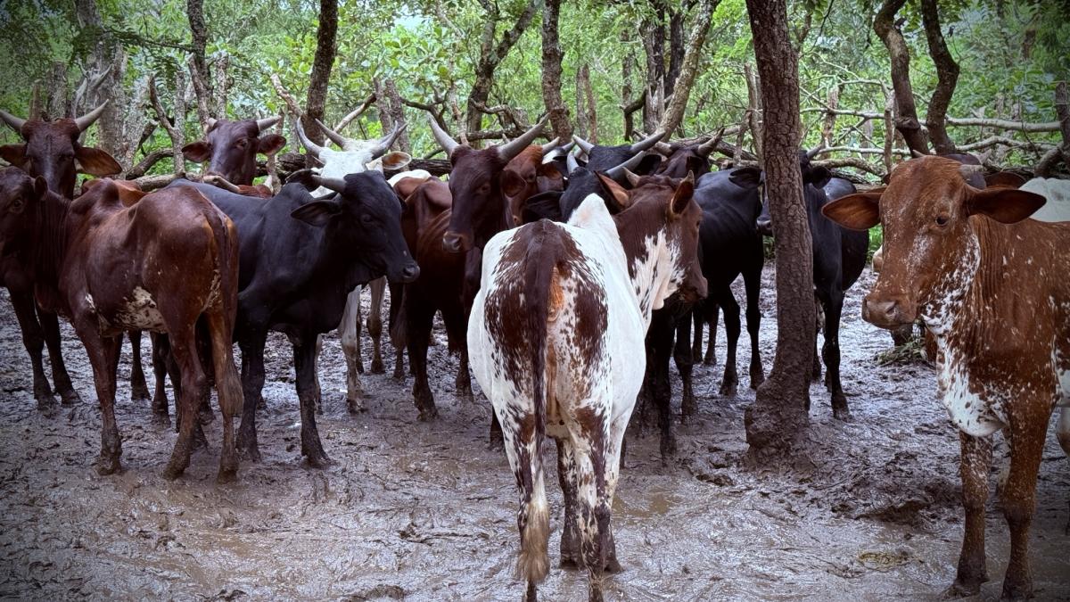 Des bœufs pour renforcer la cohésion sociale à Niem-Yelewa