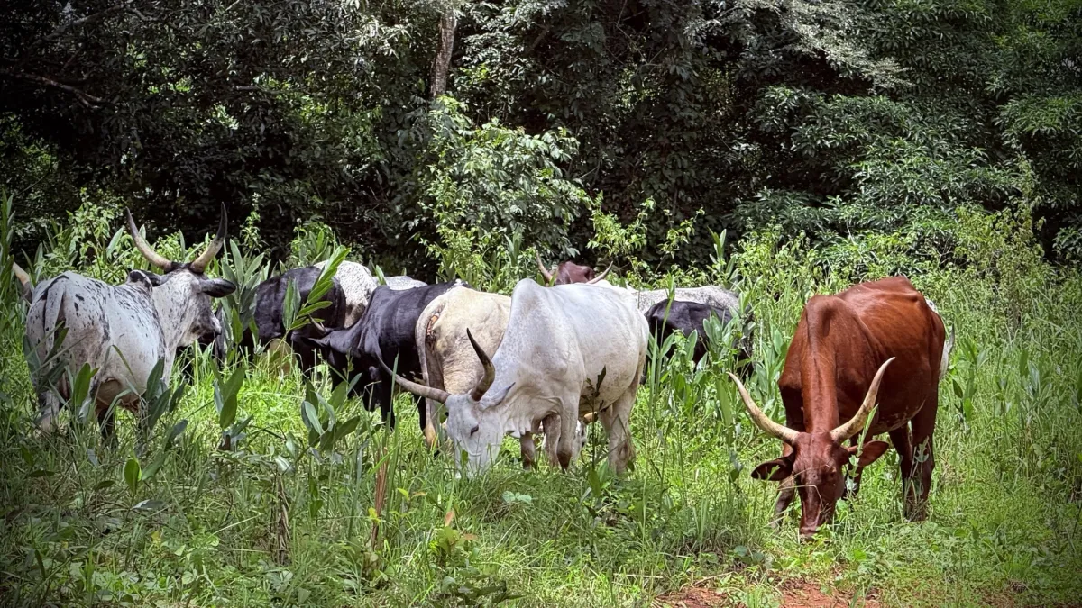 Dans la Région de l’Equateur, les acteurs locaux unissent leurs efforts pour une transhumance apaisée