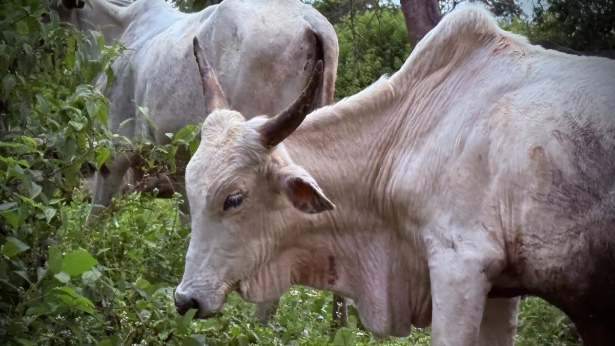 Sangha-Mbaere : autorités, agriculteurs et éleveurs unissent leurs efforts pour prévenir les conflits liés à la transhumance