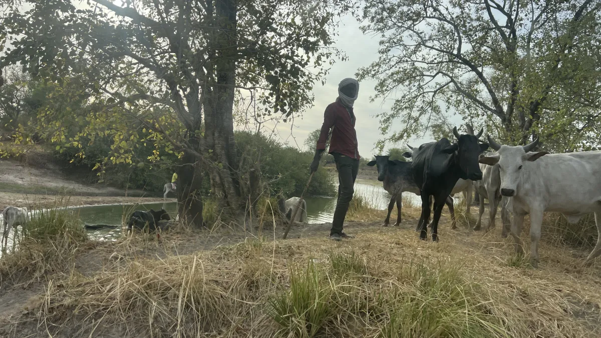 Vakaga : la transhumance 2025-2026 marquée par une baisse de plus de 65 % des incidents violents