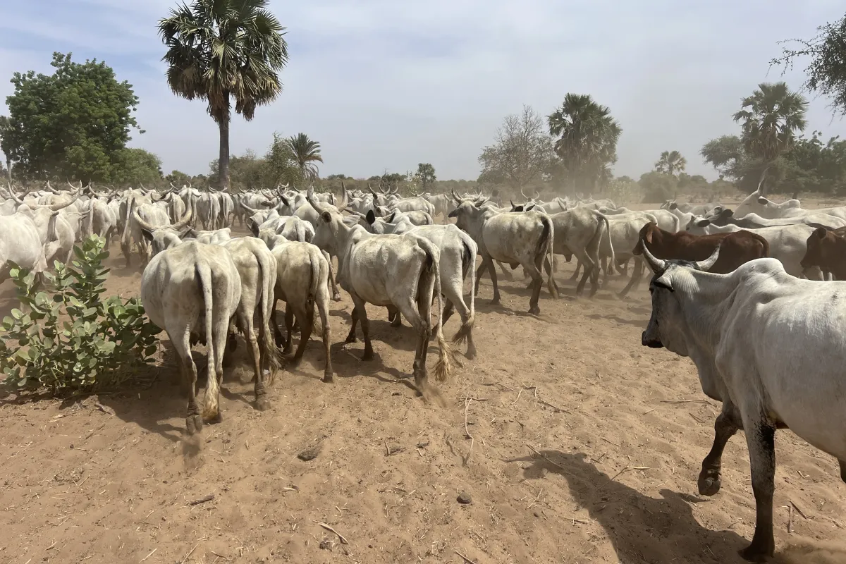 mécanismes locaux de paix de la Vakaga1