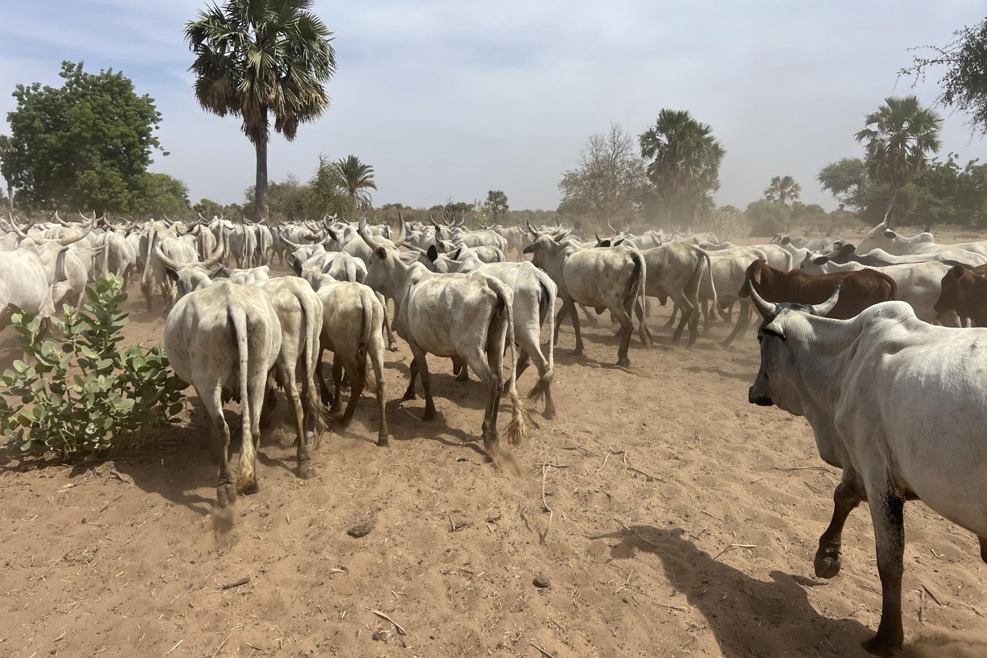 mécanismes locaux de paix de la Vakaga1