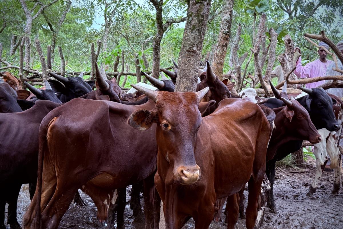  Des bœufs pour renforcer la cohésion sociale à Niem-Yelewa