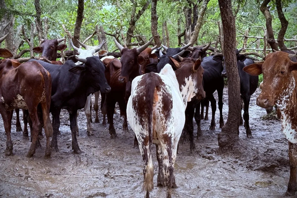  Des bœufs pour renforcer la cohésion sociale à Niem-Yelewa