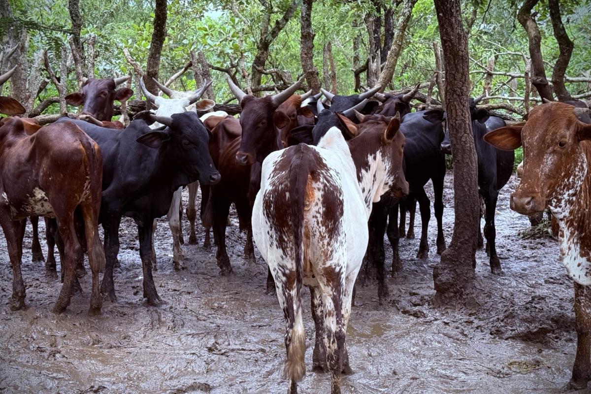 Des bœufs pour renforcer la cohésion sociale à Niem-Yelewa
