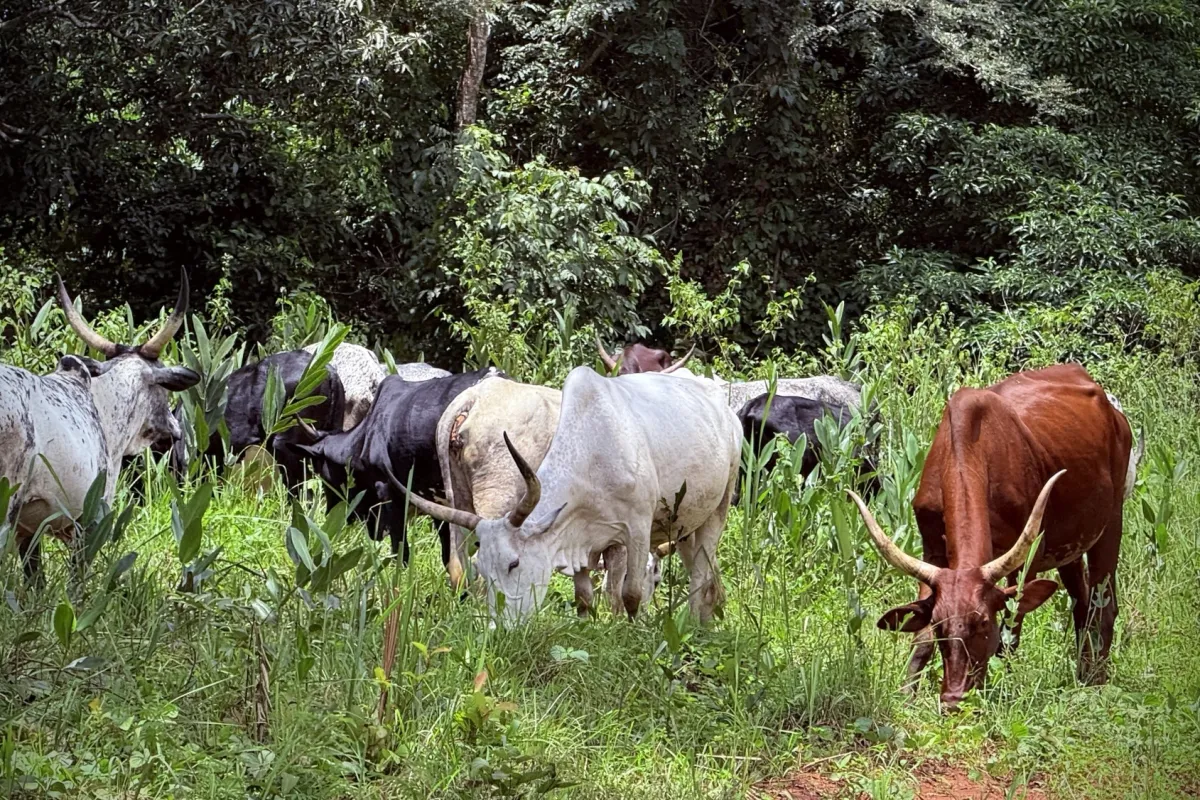 Dans la Région de l’Equateur, les acteurs locaux unissent leurs efforts pour une transhumance apaisée