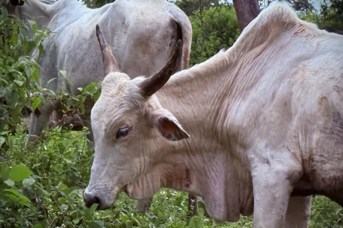 Sangha-Mbaere : autorités, agriculteurs et éleveurs unissent leurs efforts pour prévenir les conflits liés à la transhumance