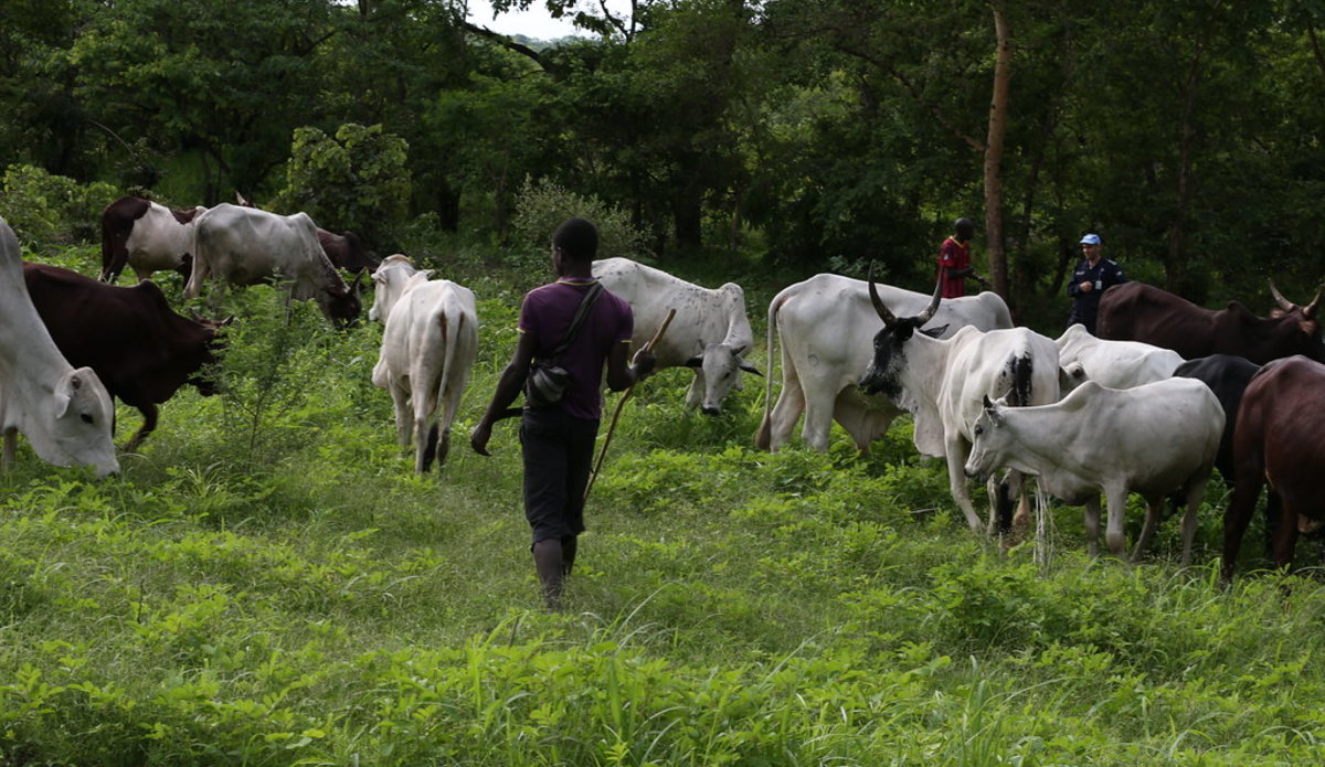 Transhumance Preparedness Underway | MINUSCA