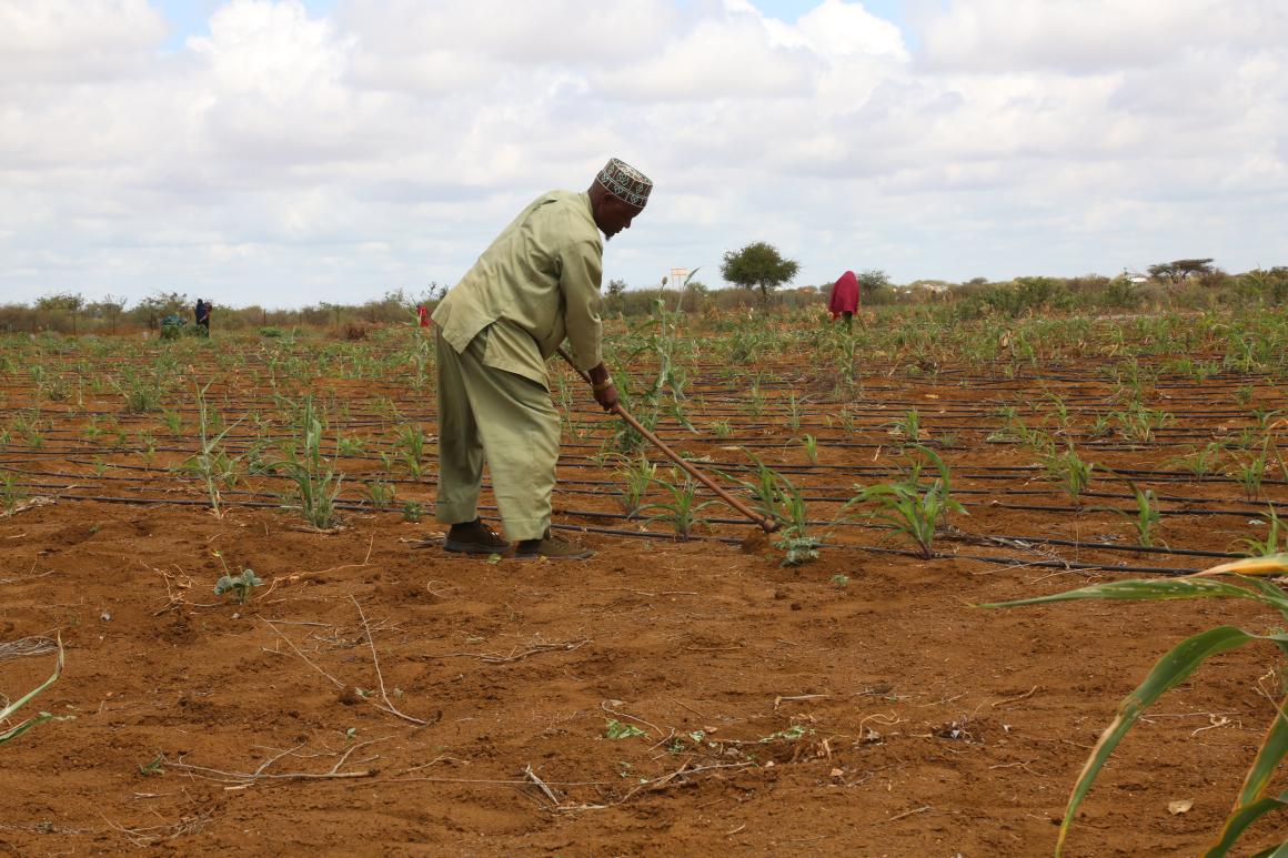 Photo of a beneficiary ploughs his farm at Saameynta Pilot Irrigation Project Barwaqo settlement in Baidoa, Southwest State of Somalia, on 28th October 2024.
